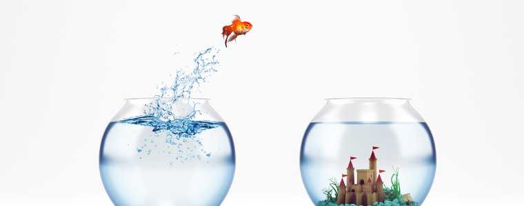 goldfish jumping from bowl to bowl